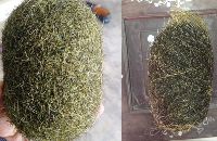 Trư sa cát lợn có tác dụng gì mà được săn lùng như 'bảo vật' dịp Tết Kỷ Hợi?