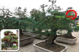 Cây hồng đá bonsai trưng Tết Nguyên đán 2019: Cây đắt nhất tới gần 1 tỷ đồng